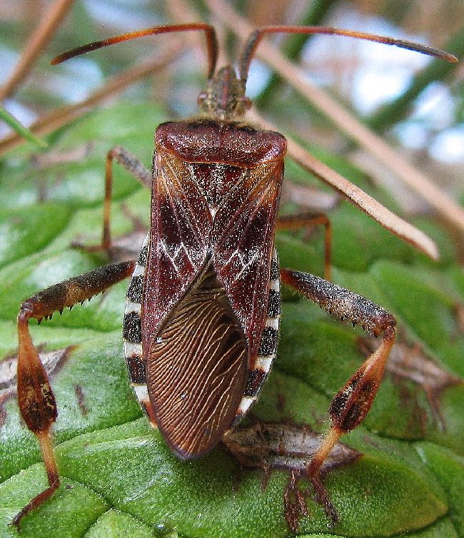 Leptoglossus occidentalis from Turkey